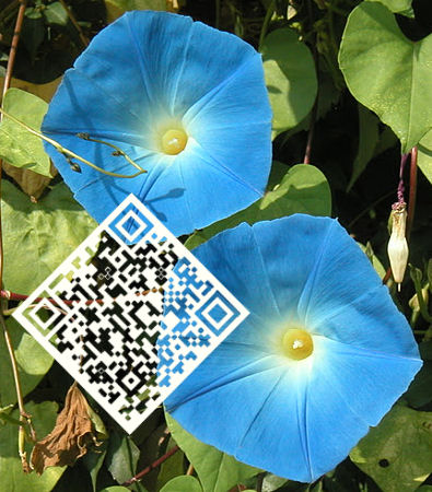 photo QR code Frauen Google+